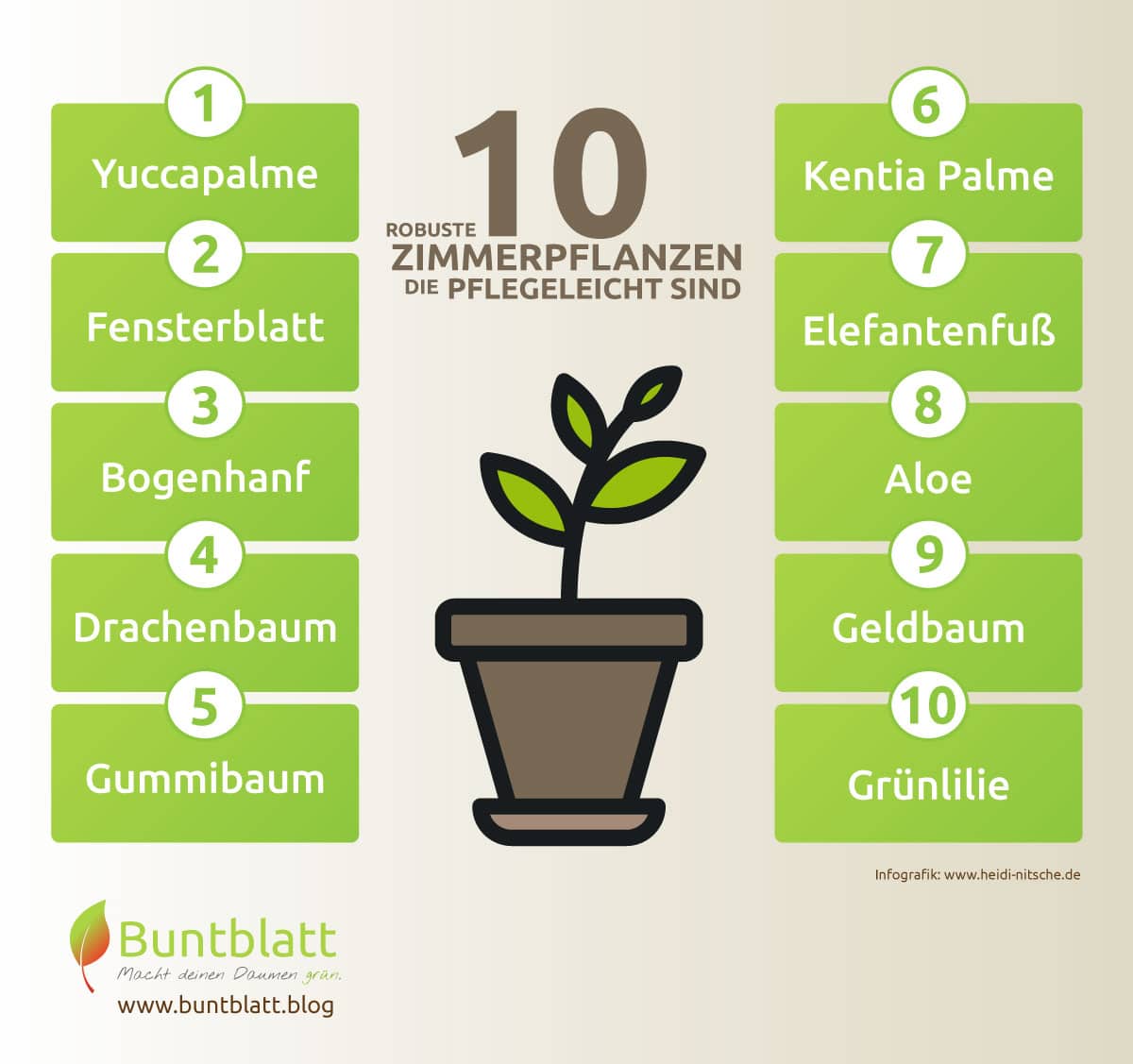 Liste mit 10 pflegeleichten Zimmerpflanzen