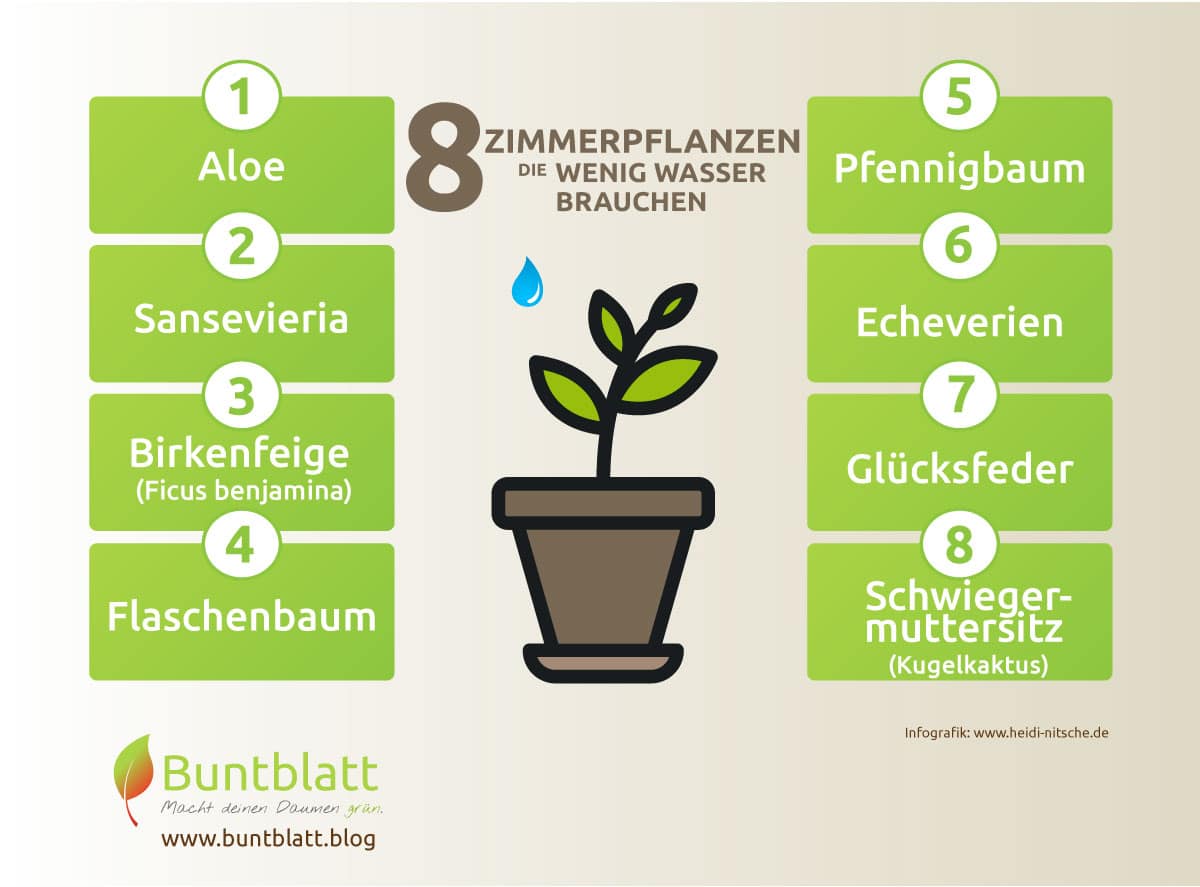 Liste mit 8 Zimmerpflanzen, die wenig Wasser brauchen