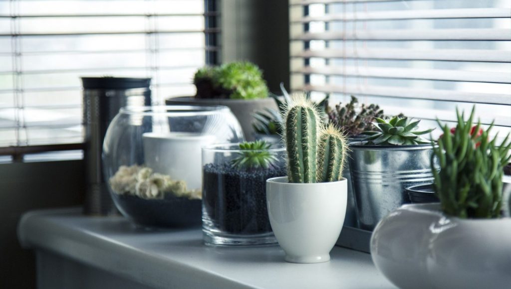 Zimmerpflanzen | verschiedene Kakteen und Echeverien auf einer Fensterbank
