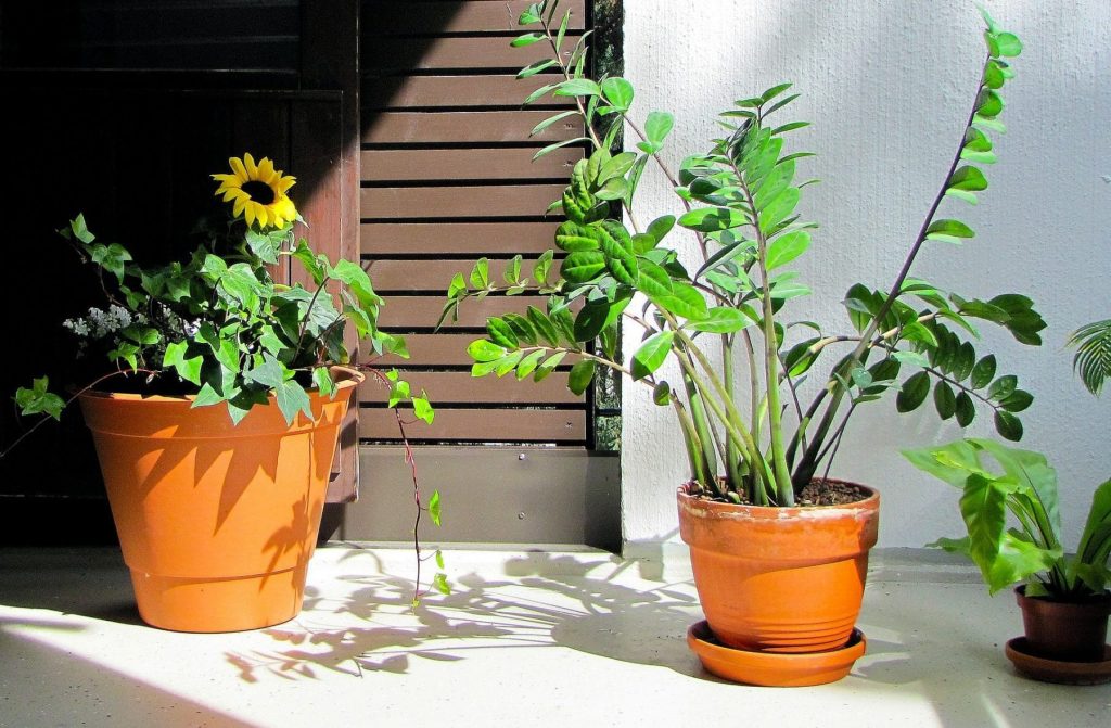 Zimmerpflanzen | Glücksfeder in Terrakotta-Topf auf einer Bank im Wintergarten