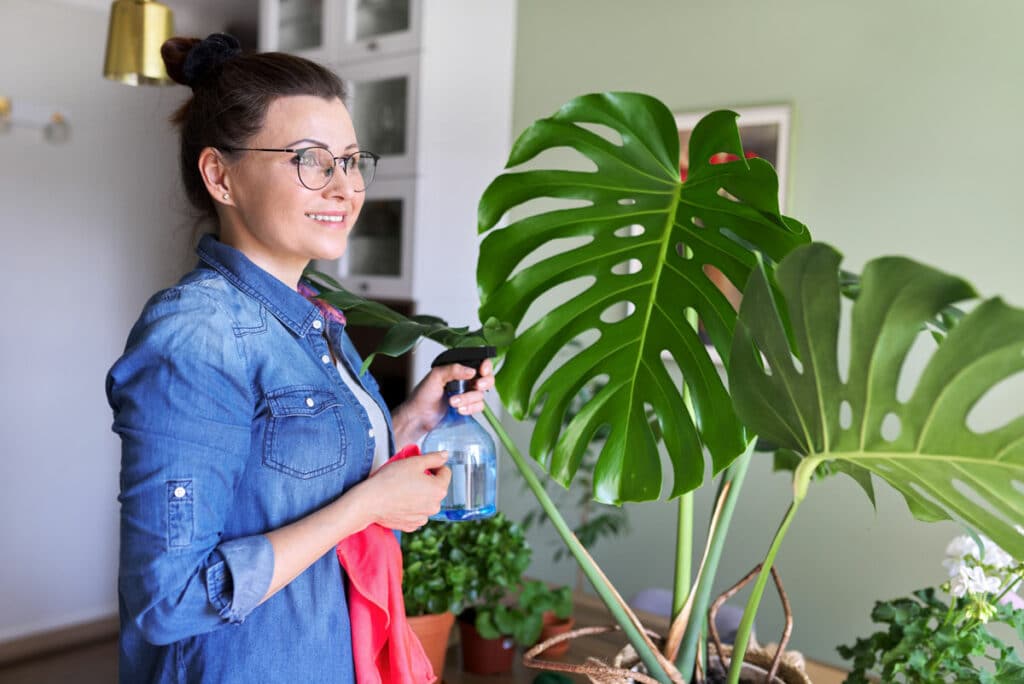 Monstera Pflege: So gedeiht die beliebte Zimmerpflanze