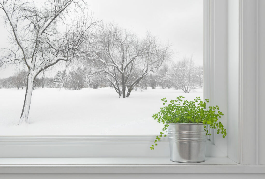 Zimmerpflanzen im Winter pflegen – so geht's