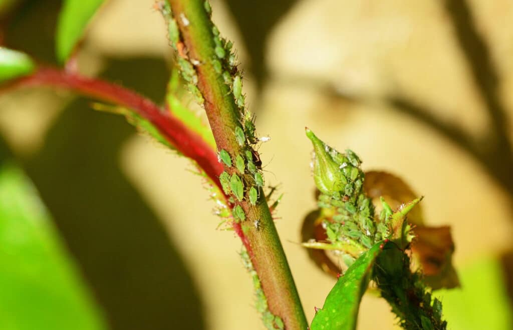 Schädlinge bei Zimmerpflanzen | Blattläuse an Pflanzenstängel und Knospen